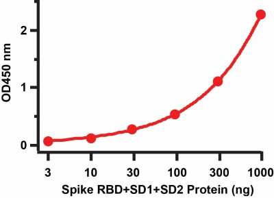 ELISA: Recombinant SARS-CoV-2 Spike (RBD+SD1+SD2) His (C-Term) Protein [NBP3-07951]