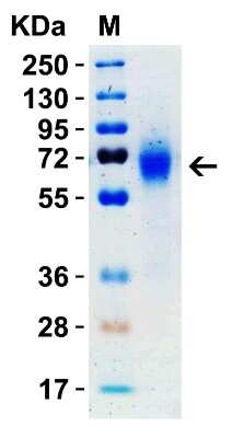 SDS-PAGE: Recombinant SARS-CoV-2 Spike (RBD+SD1+SD2) His (C-Term) Protein [NBP3-07951]