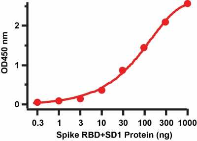 ELISA: Recombinant SARS-CoV-2 Spike (RBD+SD1) His (C-Term) Protein [NBP3-07950]