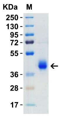 SDS-PAGE: Recombinant SARS-CoV-2 Spike (RBD+SD1) His (C-Term) Protein [NBP3-07950]