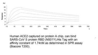Surface Plasmon Resonance: Recombinant SARS-CoV-2 Spike RBD (N501Y) His Avi-tag Protein [NBP3-07930]