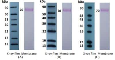 Western Blot: Recombinant Western Blot Protein Standards (12-90 kDa) [NBP3-11650]