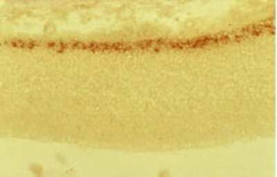 Immunohistochemistry: Reelin Antibody (G10) - BSA Free [NB600-1081]
