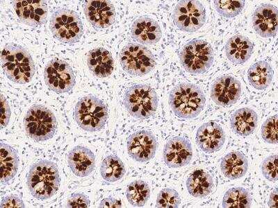 Immunohistochemistry-Paraffin: Reg4 Antibody (244) [NBP2-89832]