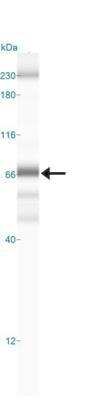 Simple Western: RelA/NFkB p65 Antibody (112A1021)Azide and BSA Free [NBP2-27416]