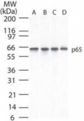 Western Blot: RelA/NFkB p65 Antibody (112A1021)Azide and BSA Free [NBP2-27416]
