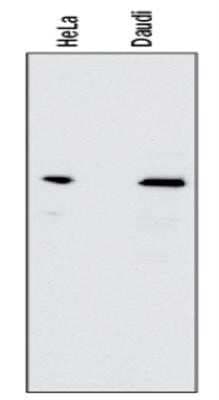 Western Blot: RelA/NFkB p65 Antibody (112A1021)Azide and BSA Free [NBP2-27416]