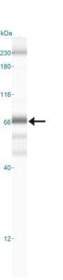 Simple Western: RelA/NFkB p65 Antibody (112A1021)BSA Free [NB100-56712]
