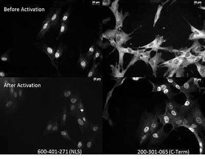 Immunocytochemistry/ Immunofluorescence: RelA/NFkB p65 Antibody (27F9.G4) [NBP1-77815]
