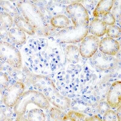 Immunohistochemistry-Paraffin: Relaxin-2 Antibody - BSA Free [NBP2-95235]