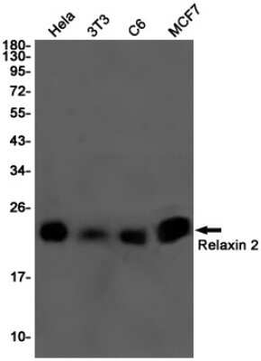 Western Blot: Relaxin-2 Antibody (S05-7A5) [NBP3-15088]