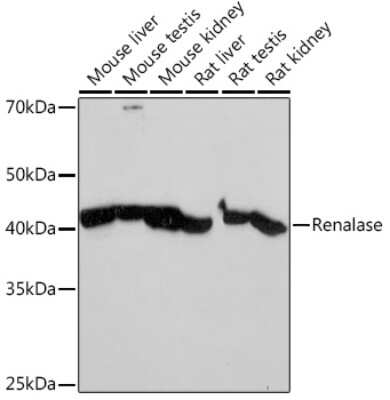 Western Blot: Renalase Antibody (9A5T7) [NBP3-15922]