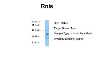 Western Blot: Renalase Antibody [NBP1-98475]