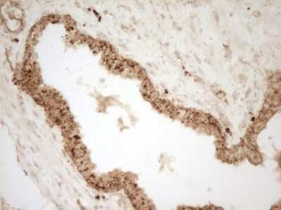 Immunohistochemistry: Renin Antibody (OTI2F10) - Azide and BSA Free [NBP2-73851]