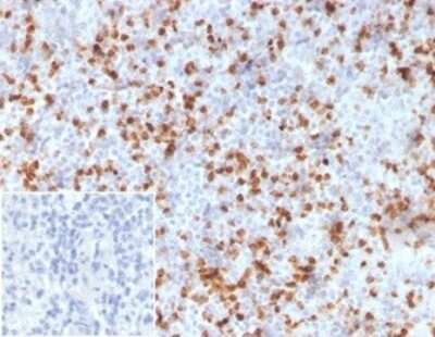 Immunohistochemistry-Paraffin: Resistin Antibody (RETN/3331) [NBP3-07242]