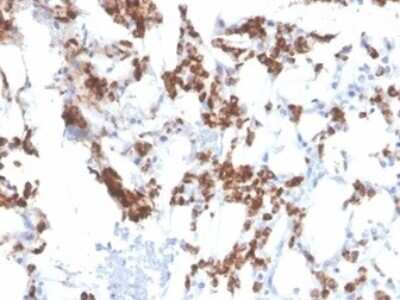 Immunohistochemistry-Paraffin: Resistin Antibody (RETN/3331) [NBP3-07242]