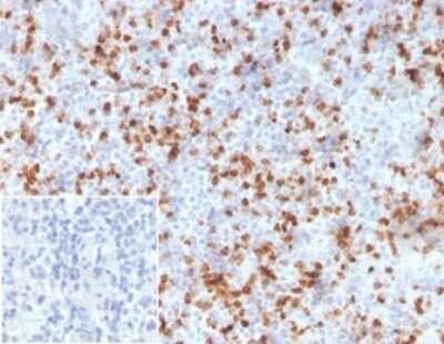 Immunohistochemistry-Paraffin: Resistin Antibody (RETN/3331) - Azide and BSA Free [NBP3-08250]