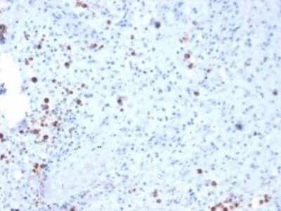 Immunohistochemistry-Paraffin: Resistin Antibody (RETN/3331) - Azide and BSA Free [NBP3-08250]