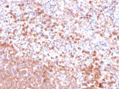 Immunohistochemistry-Paraffin: Resistin Antibody (RETN/4326) [NBP3-07244]