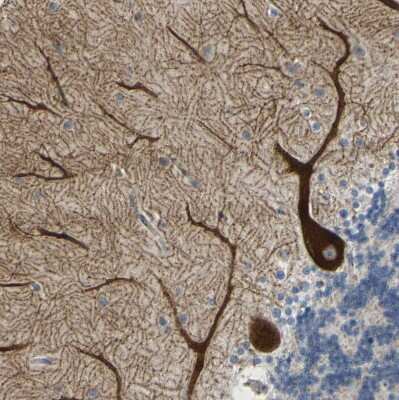 Immunohistochemistry-Paraffin: Ret Antibody [NBP1-84568]