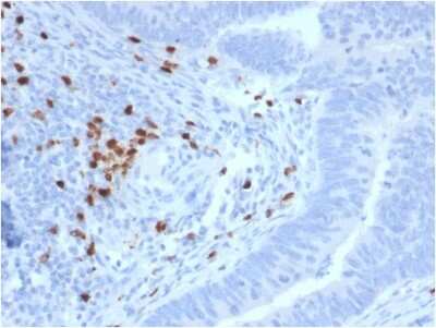 Immunohistochemistry-Paraffin: Ret Antibody (RET/2795) - Azide and BSA Free [NBP2-79897]