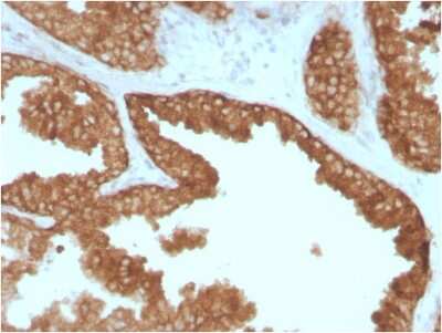 Immunohistochemistry-Paraffin: Ret Antibody (RET/2795) [NBP2-79762]