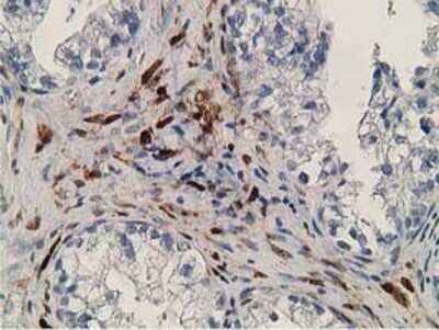 Immunohistochemistry: Retinol Binding Protein RBP Antibody (OTI2H3) - Azide and BSA Free [NBP2-73852]