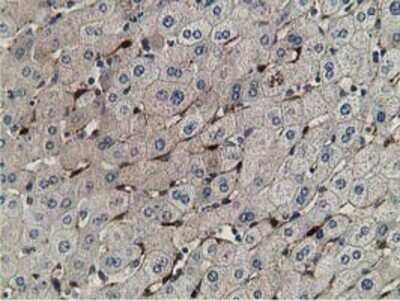 Immunohistochemistry: Retinol Binding Protein RBP Antibody (OTI2H3) - Azide and BSA Free [NBP2-73852]