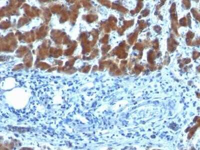 Immunohistochemistry-Paraffin: Retinol Binding Protein RBP Antibody (SPM442) [NBP2-34362]