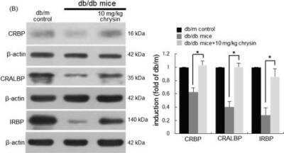 Western Blot: Retinol Binding Protein RBP Antibody [NBP2-20132]