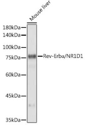 Western Blot: Rev-erb A alpha/NR1D1 Antibody (9I2H1) [NBP3-15898]