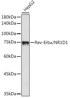 Western Blot: Rev-erb A alpha/NR1D1 Antibody (9I2H1) [NBP3-15898]