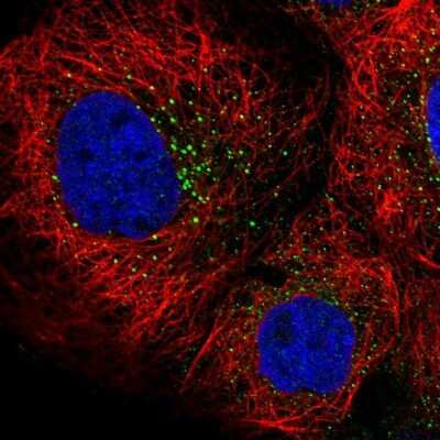 Immunocytochemistry/ Immunofluorescence: Rffl Antibody [NBP1-83426]