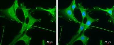 Immunocytochemistry/ Immunofluorescence: Rheb Antibody (GT39810) [NBP3-13608]