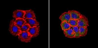 Immunocytochemistry/ Immunofluorescence: RhoA Antibody (1A11-4G10) [NBP2-22528]