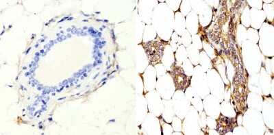 Immunohistochemistry-Paraffin: RhoA Antibody (1A11-4G10) [NBP2-22528]