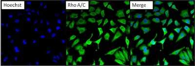 Immunocytochemistry/ Immunofluorescence: RhoA Antibody (1B3-4A10) [NBP2-22529]