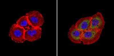 Immunocytochemistry/ Immunofluorescence: RhoA Antibody (1B3-4A10) [NBP2-22529]