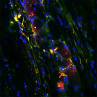 Immunocytochemistry/ Immunofluorescence: RhoA Antibody [NB100-91273]