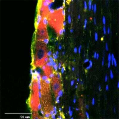 Immunocytochemistry/ Immunofluorescence: RhoA Antibody [NB100-91273]