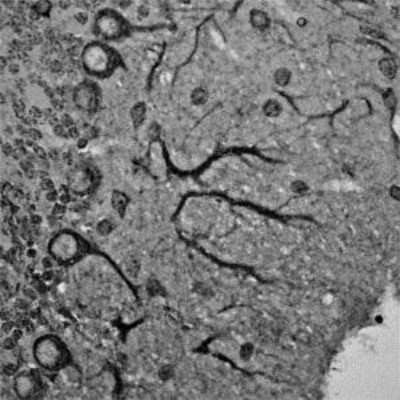 Immunohistochemistry-Paraffin: RhoA Antibody [NB100-91273]