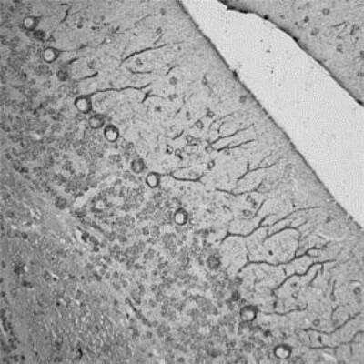 Immunohistochemistry-Paraffin: RhoA Antibody [NB100-91273]