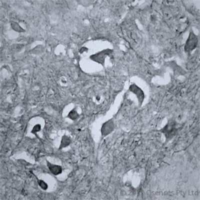 Immunohistochemistry-Paraffin: RhoA Antibody [NB100-91273]
