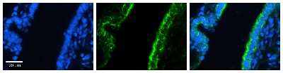 Immunohistochemistry: RhoD Antibody [NBP1-58359]