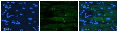 Immunohistochemistry: RhoG Antibody [NBP1-79794]