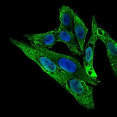Immunocytochemistry/ Immunofluorescence: RhoGDI Antibody (2G3) - BSA Free [NBP2-37472]