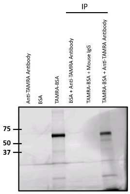 Immunoprecipitation: TAMRA Antibody (5G5) [NBP2-22472]