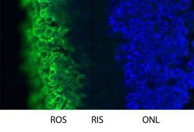 Immunocytochemistry/ Immunofluorescence: Rhodopsin Antibody (B630) [NBP2-25160]