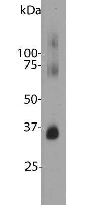 Western Blot: Rhodopsin Antibody (B630) [NBP2-25160]