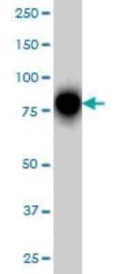 Western Blot: Rhot1 Antibody (4H4) [H00055288-M01]